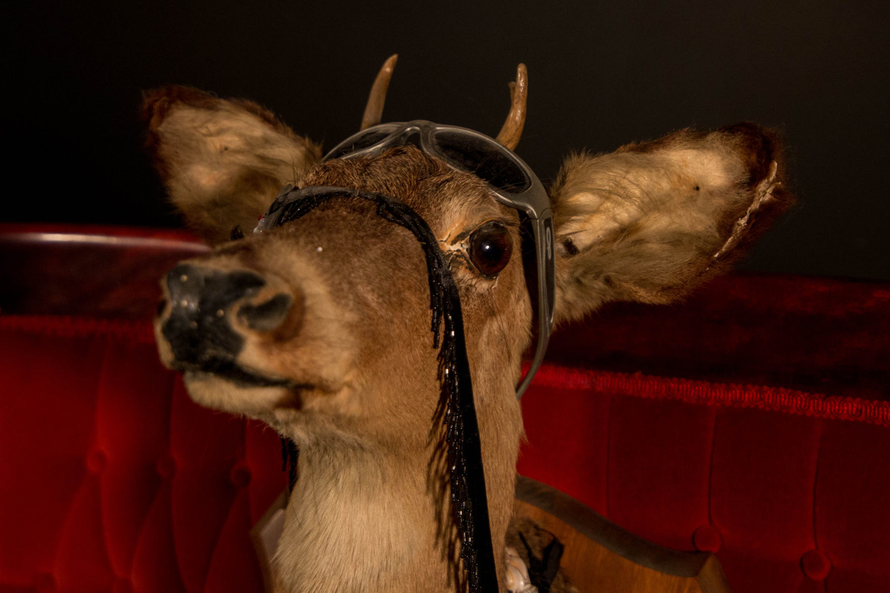 NAU Director - deer